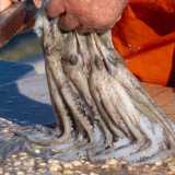 A questa azione si accompagna la �schiumatura� o �sbavatura�, durante la quale l�octopus viene �accarezzato� sulla roccia con un movimento ondulatorio...